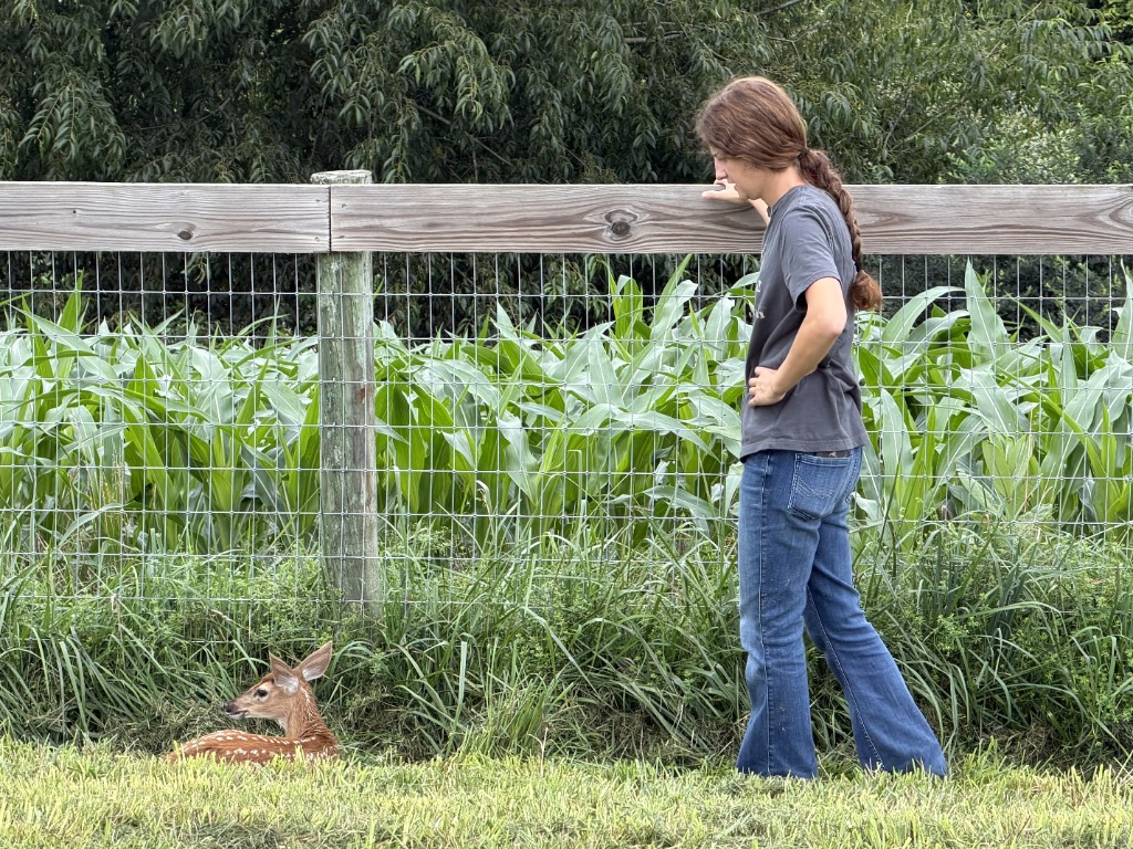 Quiet moment with a spotted fawn by the fence